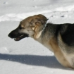 2010-02-11 (019)
